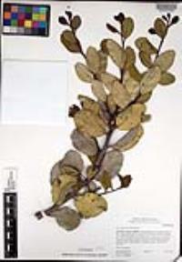 Rhus integrifolia image