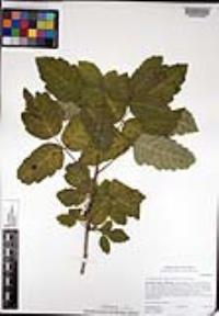 Toxicodendron diversilobum image