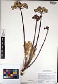 Lomatium dasycarpum var. dasycarpum image