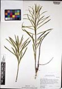Asclepias fascicularis image