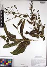Acourtia microcephala image