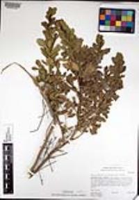 Baccharis pilularis subsp. consanguinea image