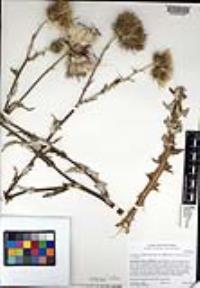 Cirsium occidentale var. californicum image