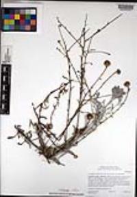 Corethrogyne filaginifolia image