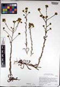 Deinandra fasciculata image