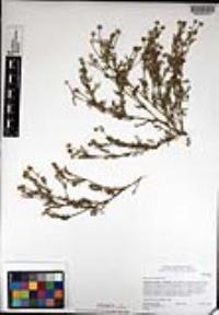 Matricaria discoidea image