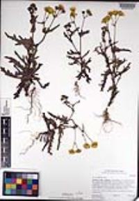 Senecio californicus image