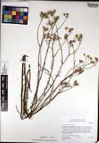 Senecio angustifolius image