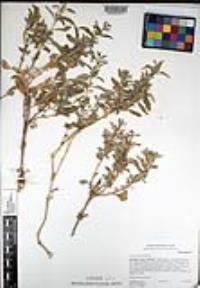 Atriplex semibaccata image