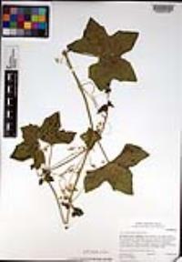 Marah macrocarpa image