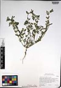 Acmispon brachycarpus image
