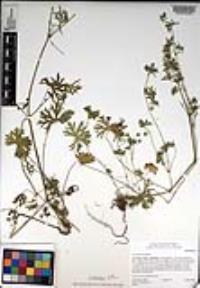 Geranium dissectum image