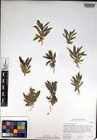 Trichostema lanceolatum image