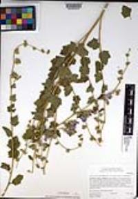 Malacothamnus fasciculatus var. fasciculatus image