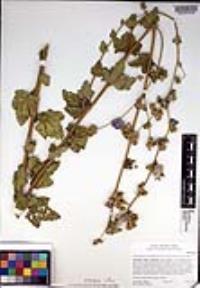 Malacothamnus fasciculatus image