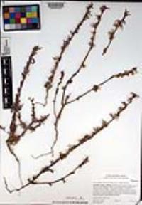 Camissoniopsis robusta image