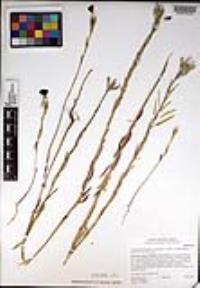 Clarkia purpurea image