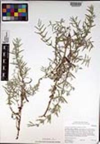 Epilobium canum subsp. canum image