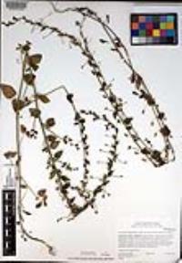 Sairocarpus pusillus image