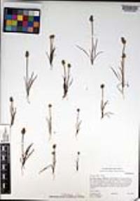 Plantago erecta image