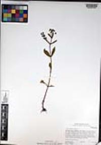 Veronica anagallis-aquatica image