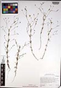 Leptosiphon liniflorus image