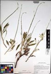 Eriogonum elongatum image