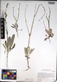 Eriogonum gracile image