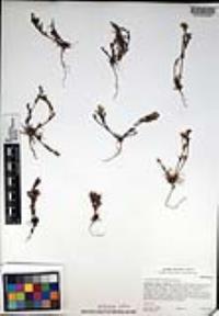 Lastarriaea coriacea image