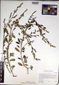 Polygonum aviculare subsp. depressum image