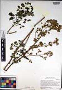 Thalictrum polycarpum image