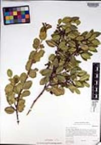 Rhamnus ilicifolia image