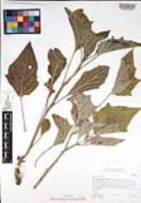 Datura wrightii image