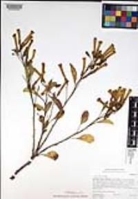 Nicotiana glauca image