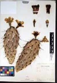 Opuntia littoralis image