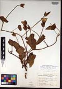 Calystegia macrostegia image