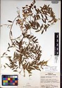Lathyrus vestitus var. vestitus image