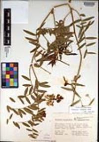 Lathyrus vestitus var. vestitus image