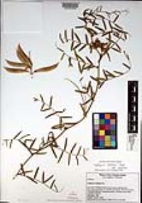 Lathyrus vestitus var. vestitus image