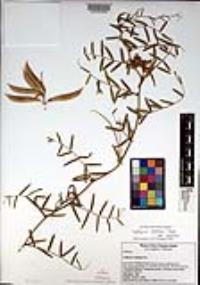 Lathyrus vestitus image