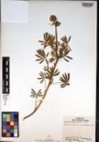 Lupinus guadalupensis image