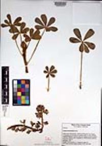 Lupinus hirsutissimus image