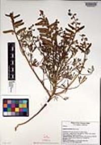 Lupinus truncatus image