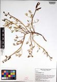 Lupinus truncatus image