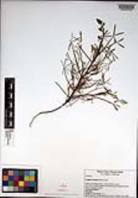 Lupinus truncatus image