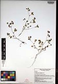 Trifolium microcephalum image