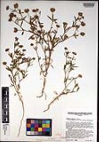 Trifolium palmeri image