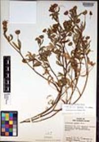 Trifolium palmeri image