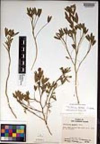 Trifolium palmeri image