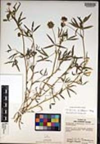 Trifolium willdenovii image